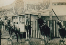Joseph Tondeurs en zijn paarden, Sint-Lievens-Houtem, 1928