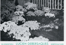 Visitekaartje bloemisterij Debersaques, Destelbergen, 1970-1980