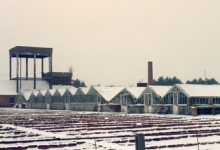 Bloemisterij Debersaques in koude wintertijd, Destelbergen, 1991