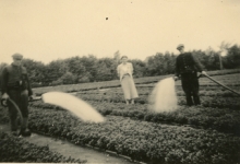 Gieten op de bloemisterij, Lochristi, 1930-1940