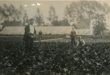 Renaat Goethals tussen de begonia&#039;s, Lochristi, 1930-1939