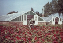 Begoniabloemen plukken, Destelbergen, 1960-1965