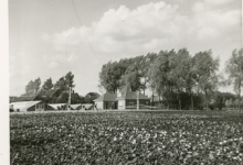 Bloemisterij Aelterman - Collin, Destelbergen, eind jaren 1960
