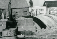 Witloof groeit op het witloofveld, Sint-Lievens-Houtem, 1950-1960

