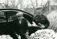 Jan en Petrus De Pauw met witloof, Sint-Lievens-Houtem, 1957
