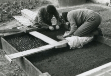 Kweek van tabaksplanten, Oosterzele, 1957
