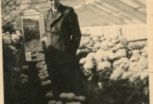 Chrysanten op boomkwekerij De Moor, Oosterzele, jaren 1940-1950
