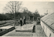 Serre boomkwekerij De Moor, Oosterzele, jaren 1940-1950
