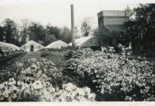 Bloemisterij Van Hecke met azalea&#039;s, Zaffelare, 1940-1950
