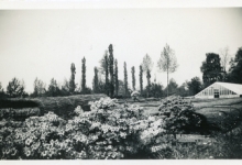 Rieten matten op bloemisterij Van Hecke, Zaffelare, 1940-1950
