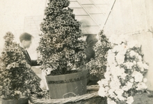 Azalea japonica, klaar voor transport, Zaffelare, 1940-1950

