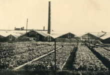Serres van bloemisterij St.-Fiacre, Destelbergen, begin 1900
