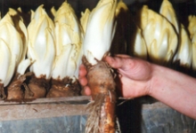 Vers witloof uit de kweekcel, witloofbedrijf Van De Keere, Sint-Lievens-Houtem, 1995