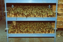 Partij witloofwortels klaar voor de kweekcel, witloofbedrijf Van De Keere, Sint-Lievens-Houtem, 1995