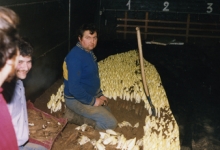 Witloof oogsten in de schuur bij Van De Keere, Sint-Lievens-Houtem, eind jaren 1980