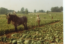 Witloofwortels rooien met paard en ploeg bij Van De Keere, Sint-Lievens-Houtem, jaren 1970