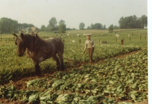 Witloofwortels rooien met paard en ploeg bij Van De Keere, Sint-Lievens-Houtem, jaren 1970
