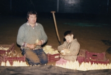 Witloof oogsten bij Van De Keere, Sint-Lievens-Houtem, eind jaren 1980 Witloof oogsten bij Van De Keere, Sint-Lievens-Houtem, eind jaren 1980