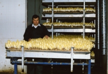 Kweekcel witloofbedrijf Van De Keere, Sint-Lievens-Houtem, jaren 1990