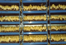 Witloof in kweekcel, witloofbedrijf Van De Keere, Sint-Lievens-Houtem, jaren 1990 Witloof in kweekcel, witloofbedrijf Van De Keere, Sint-Lievens-Houtem, jaren 1990