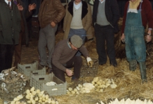 Bedrijfsbezoek witloofbedrijf, witloof uitpakken, Frankrijk, jaren 1980