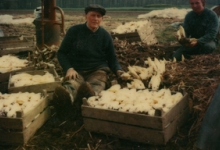 Antoine en Theodule Van De Keere pakken witloof uit, Sint-Lievens-Houtem, jaren 1970 Antoine en Theodule Van De Keere pakken witloof uit, Sint-Lievens-Houtem, jaren 1970