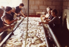 Kuisen van witloof, Sint-Lievens-Houtem, 1970-1980 Kuisen van witloof, Sint-Lievens-Houtem, 1970-1980