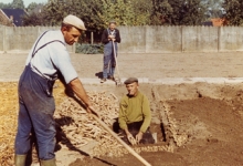 Inzetten van witloofwortels, Sint-Lievens-Houtem, jaren 1980
