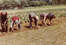 Wieden op het witloofveld, Sint-Lievens-Houtem, jaren 1970-1980