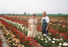 Noël De Neve en echtgenote tussen rozenstruiken, Oosterzele, 1995
