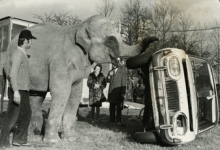 Harry Malter met olifant en omvergeduwde wagen