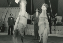 Circusact met paarden