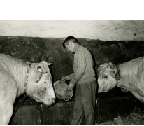 André Van Hecke, voederen van de koeien, Balegem,1983
