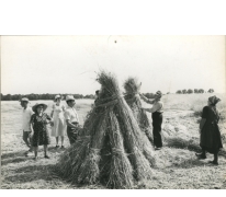Christine Lampaert, André Van Hecke, Bliki Césaer, Gerard Lampaert en Marguerite Van Hecke bij graanschoven, film “Ouden Balegemsen” (van Roger Van Brakel), 1978. Christine Lampaert, André Van Hecke, Bliki Césaer, Gerard Lampaert en Marguerite Van Hecke bij graanschoven, film “Ouden Balegemsen” (van Roger Van Brakel), 1978.