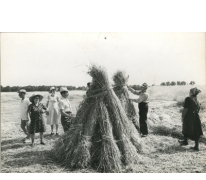 Christine Lampaert, André Van Hecke, Bliki Césaer, Gerard Lampaert en Marguerite Van Hecke bij graanschoven,  film “Ouden Balegemsen” (van Roger Van Brakel), 1978.