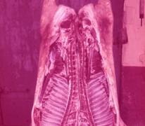 Slachten van een varken, Moortsele, jaren &#039;60
