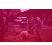 Slachten van een varken, Moortsele, jaren &#039;60