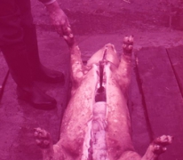 Slachten van het varken, Oosterzele, jaren &#039;60