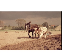 Ploegen met koe en paard, Oosterzele, jaren &#039;60