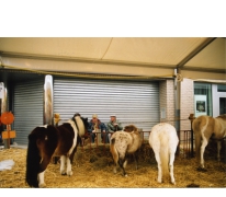 Pony&#039;s op Houtem Jaarmarkt, Sint-Lievens-Houtem