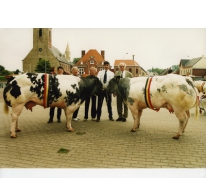 Belgische witblauw koeien, Zomerjaarmarkt, Sint-Lievens-Houtem, 2002
