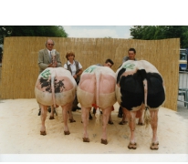 Keuring koeienrassen, Zomerjaarmarkt, Sint-Lievens-Houtem, 2001