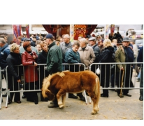 Keuring shetland pony, Sint-Lievens-Houtem, 1998-2005