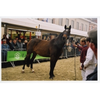 Keuring Belgisch warmbloedpaard, Sint-Lievens-Houtem, 1998-2005