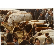 Koeien en bezoekers op Houtem Jaarmarkt, Sint-Lievens-Houtem, 1989