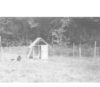 Kippen op kamp chiro Melle, Willerzie, 1974