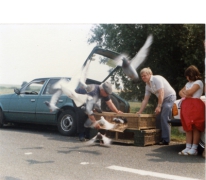 &#039;Vriendenkring Duivenliefhebbers Landskouter&#039;, duivenvlucht, Oosterzele, 1984