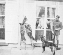 Honden voor de ramen van kasteel Pijcke, Melle, 1917.