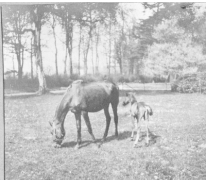 Park in Sint-Denijs-Westrem, 1917.