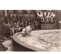 Toto en zijn varken, Circus Appolinaris, 1955